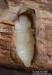 krasec třešňový (Brouci), Anthaxia candens, Buprestidae (Coleoptera)